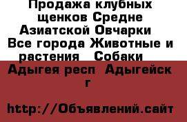 Продажа клубных щенков Средне Азиатской Овчарки - Все города Животные и растения » Собаки   . Адыгея респ.,Адыгейск г.